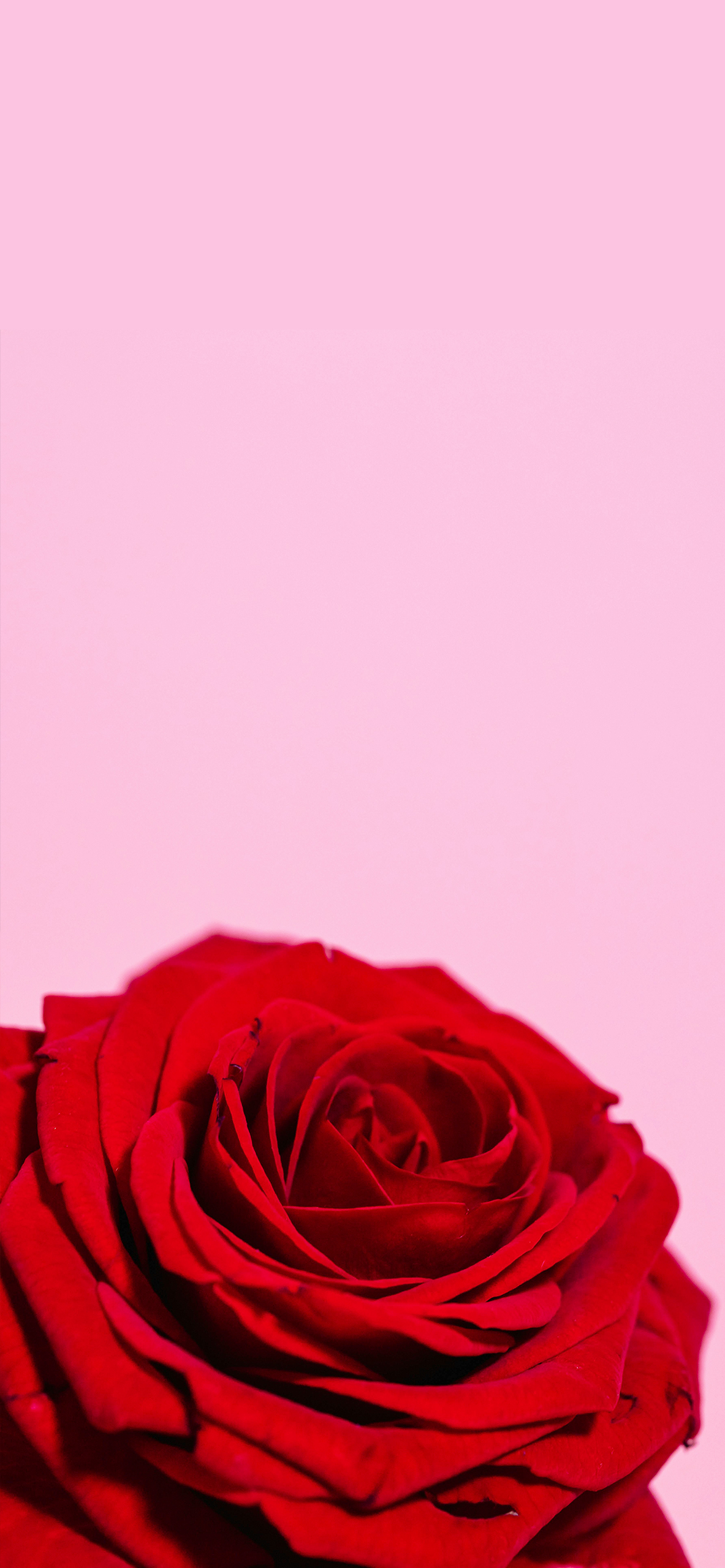 20 Free Lovely Valentine's Wallpapers for iPhone - ♡ July Blossom