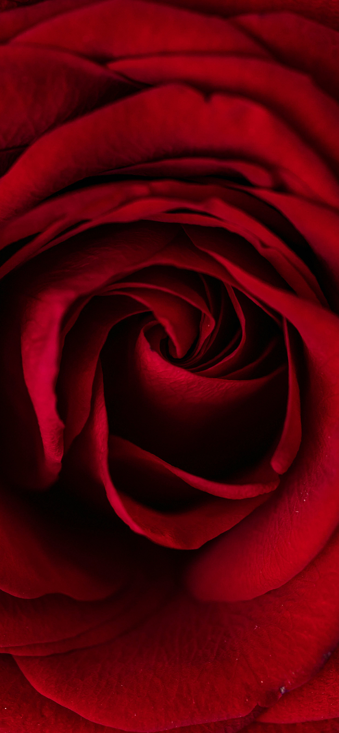 20 Free Lovely Valentine's Wallpapers for iPhone - ♡ July Blossom